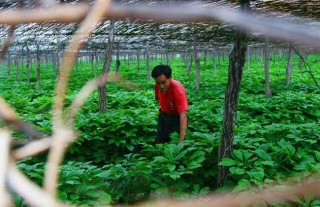 西洋参的种植前景,第4图