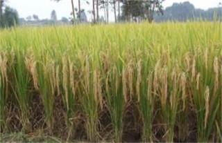水稻种植后生长缓慢的原因,第1图