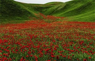 红花种植要求,第3图