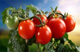 番茄种植管理步骤,第3图