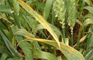 小麦苗期主要病害的防治措施,第2图