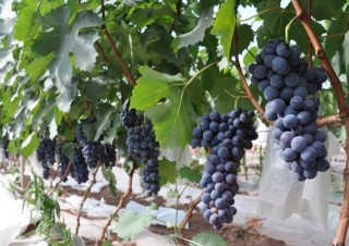夏黑葡萄种植技术,第1图