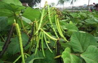绿豆高产种植方法,第1图