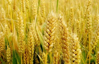 小麦种植技术,第1图