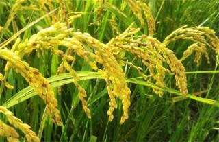 水稻的需肥规律,第2图