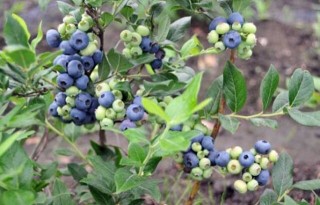 蓝莓种植技术(2),第3图