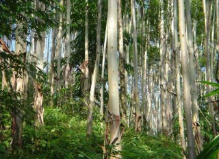 桉树种植技术(2),第1图