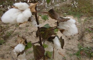 棉花早枯的预防措施,第1图