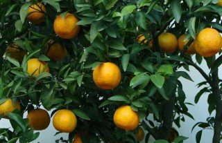 橘子几月份成熟上市？,第2图