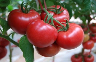 大棚番茄如何进行管理,第1图