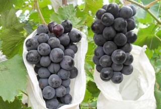 夏黑葡萄种植技术,第3图
