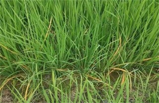 水稻种植后生长缓慢的原因,第5图