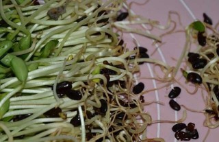 黑豆苗的种植方法,第1图