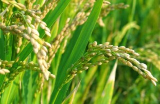 水稻后期的田间管理措施,第1图