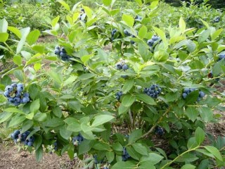 蓝莓种植技术(2),第1图