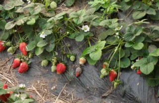 草莓灰霉病用什么特效药？,第2图
