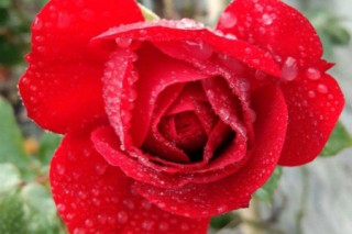 传奇红玫瑰的花语，玫瑰的花语是什么意思,第3图