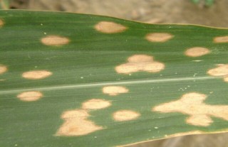 玉米主要病害的防治方法,第3图