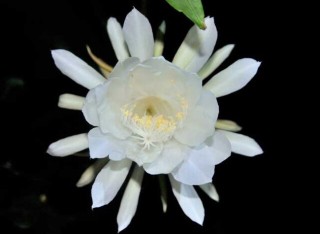 昙花什么时候开花？,第1图