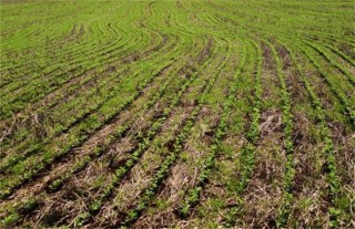 大豆的种植技术,第3图