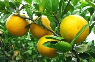 柑橘的存储方法有哪些？,第6图