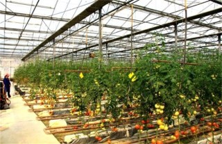 番茄种植土肥水管理技术,第4图