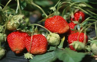 草莓育苗管理技术,第5图