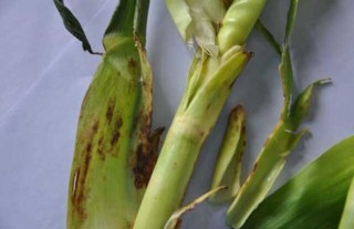 玉米茎腐病的防治方法,第2图