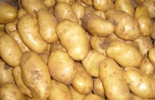 马铃薯什么品种好？(4),第1图