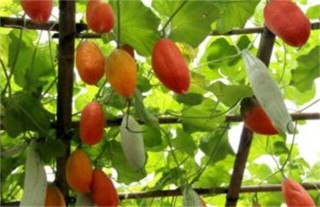 变色瓜的栽培技术,第4图