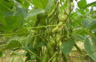 黄豆的种植技术,第2图
