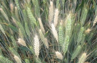 小麦白穗的原因及防治方法,第1图