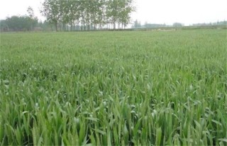 小麦品种混杂退化原因及防治方法,第3图