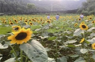 向日葵种植技术,第4图