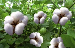 棉花要如何种植,第2图