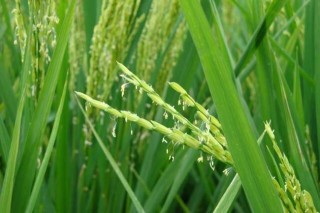 水稻较早移栽可获高产,第3图