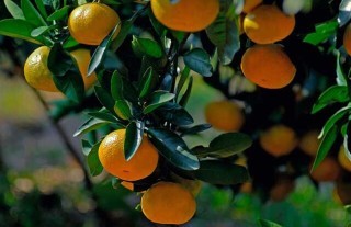 柑橘的存储方法有哪些？,第2图