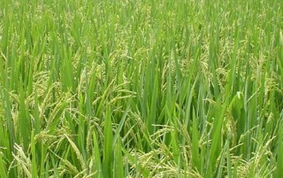 水稻生长后期高产栽培要点,第2图