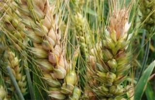 小麦白穗的原因及防治方法,第6图
