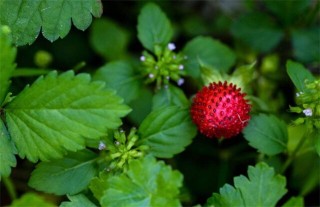 蛇莓的种植技术,第2图