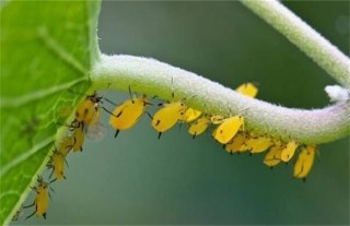 蔬菜蚜虫无公害防治技术,第5图