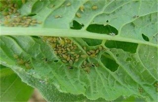 蔬菜蚜虫无公害防治技术,第1图