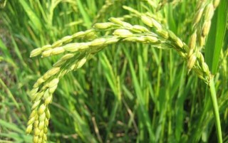 水稻后期的田间管理措施,第2图