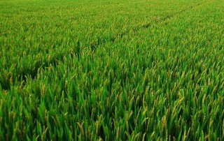 水稻较早移栽可获高产,第2图