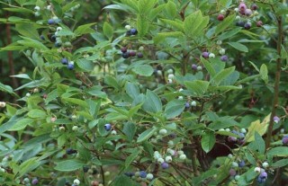 蓝莓种植要什么条件？,第3图