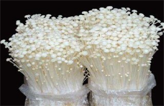 金针菇的栽培技术,第4图