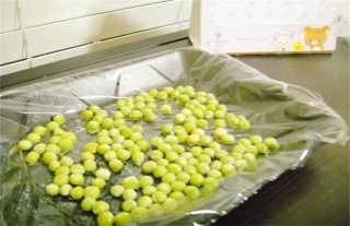豌豆播种前种子处理方法,第5图