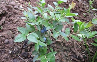 蓝莓种植要什么条件？,第2图