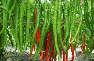 辣椒的种植技术,第3图