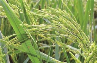 水稻早穗的原因及防治方法,第3图